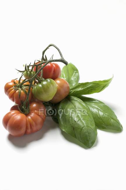 Червоно-зелені помідори з яловичини — стокове фото