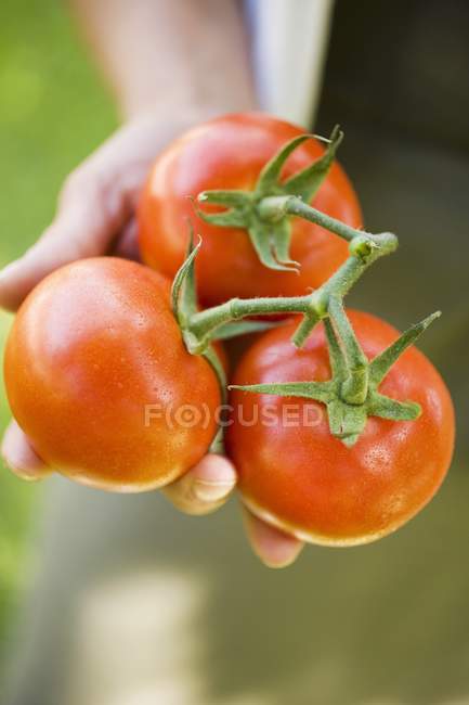 Hand holding fresh tomatoes — Stock Photo