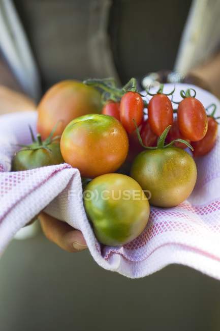 Hands holding different types of tomatoes — Stock Photo