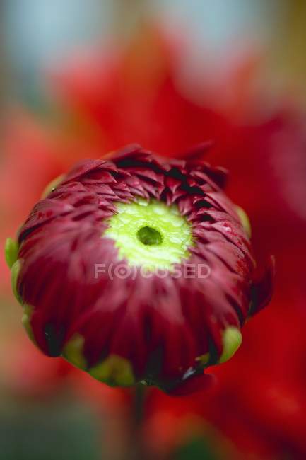 Vista close-up do botão vermelho dahlia — Fotografia de Stock