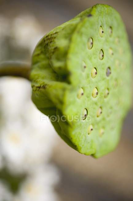 Closeup view of poppy seed head — Stock Photo