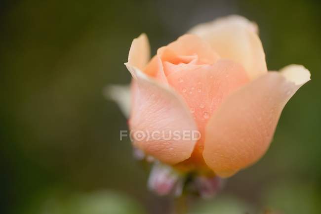 Salmon-pink rose — Stock Photo