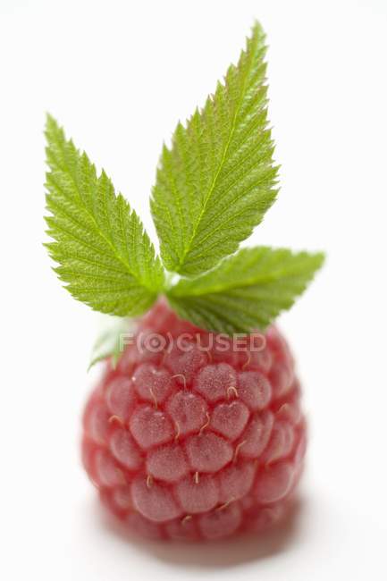 Fresco maduro vermelho Rapsberry — Fotografia de Stock