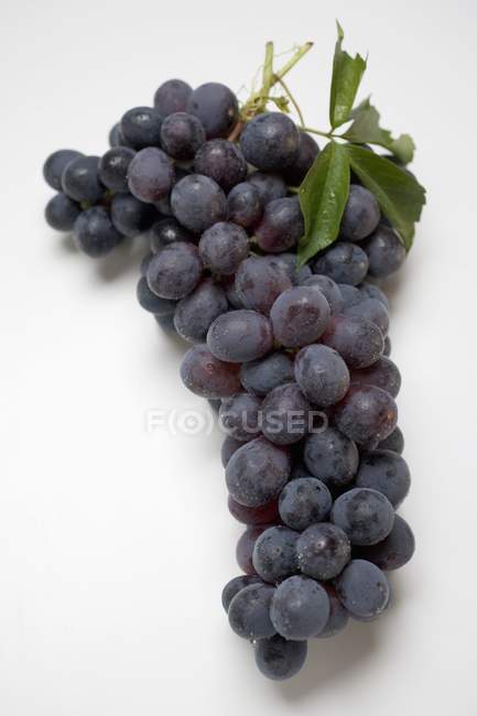 Mazzo di uva nera — Foto stock