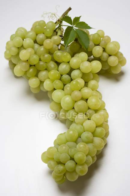 Une grappe de raisin vert — Photo de stock