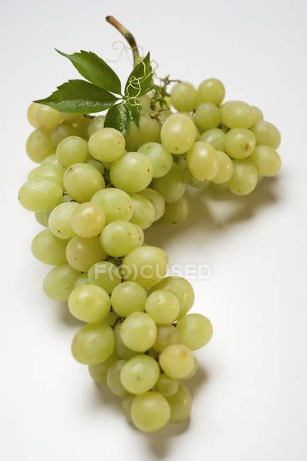 Cacho de Muscat uva verde — Fotografia de Stock