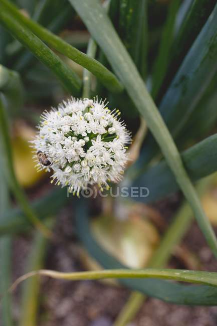 Onion plants with flower outdoors during daytime — Stock Photo