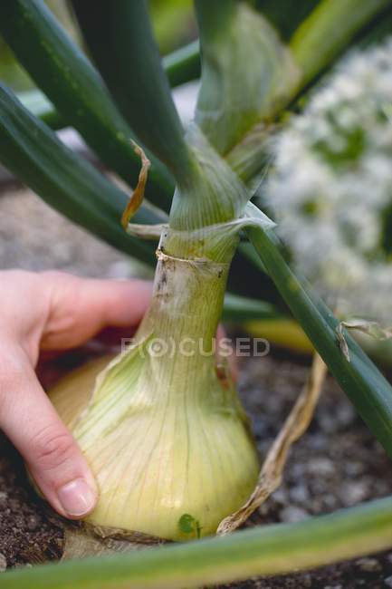 Hand picking an onion in a vegetable bed from ground outdoors — Stock Photo