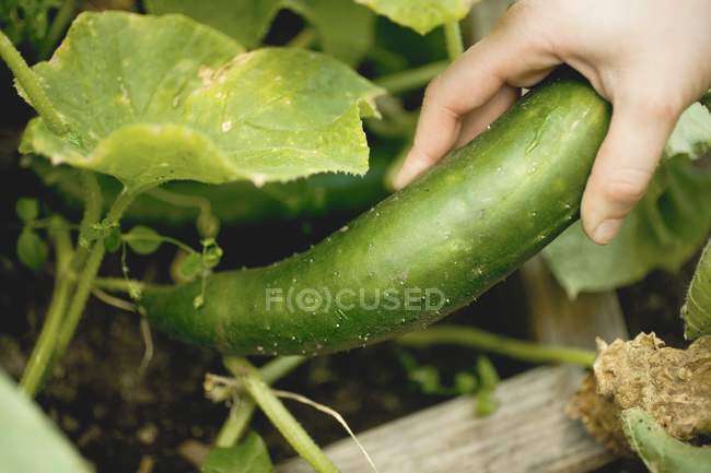 Hand picking braising cucumber — Stock Photo