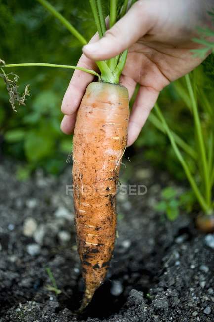 Mano tirando zanahoria de la tierra - foto de stock