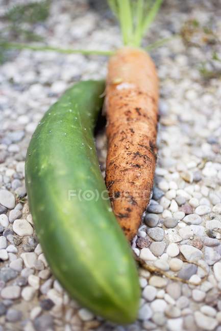 Braising cucumber and fresh carrot — Stock Photo