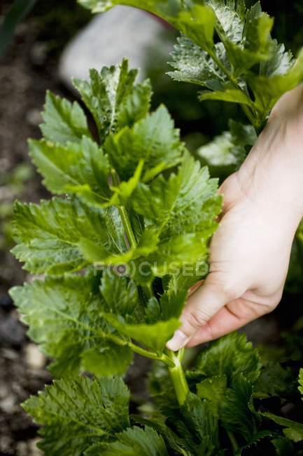 Hand picking celeriac leaves outdoors — Stock Photo