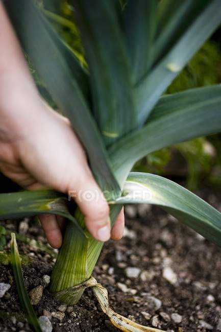 Hand pulling a leek out of the ground outdoors — Stock Photo