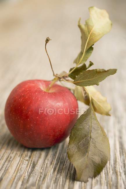 Manzana de gala con hojas - foto de stock