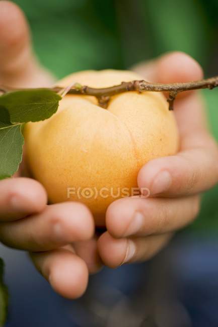 Дитина тримає свіжий підібраний абрикос — стокове фото