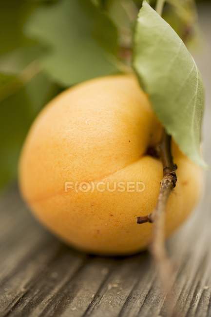 Свежий абрикос с листьями — стоковое фото