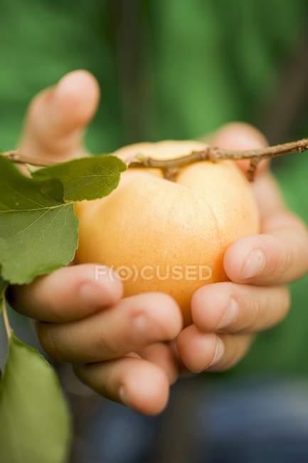 Ребенок держит свежий абрикос — стоковое фото
