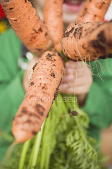 Child holding bunch of carrots — Stock Photo