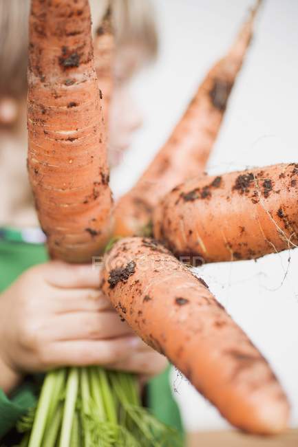 Ребенок держит кучу моркови — стоковое фото
