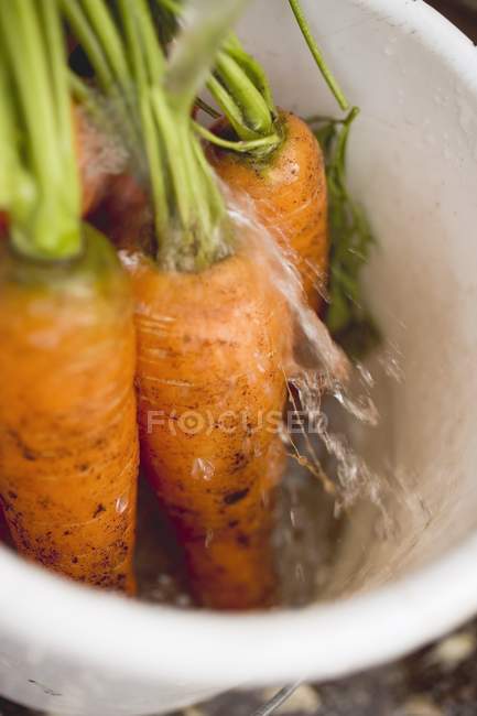 Lavado de zanahorias en cubo - foto de stock