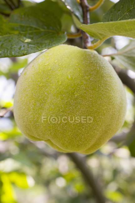 Quince growing on tree — Stock Photo