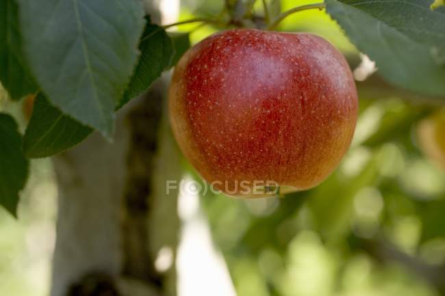 Manzana de gala creciendo en árbol - foto de stock