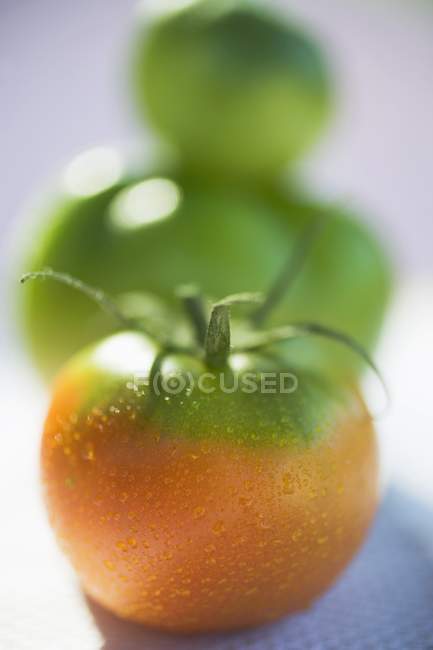 Grüne und orangefarbene Tomaten — Stockfoto