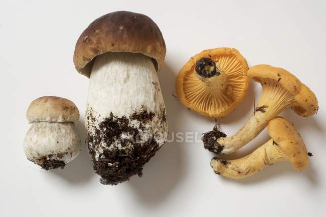 Белые грибы и лисички крупным планом — стоковое фото