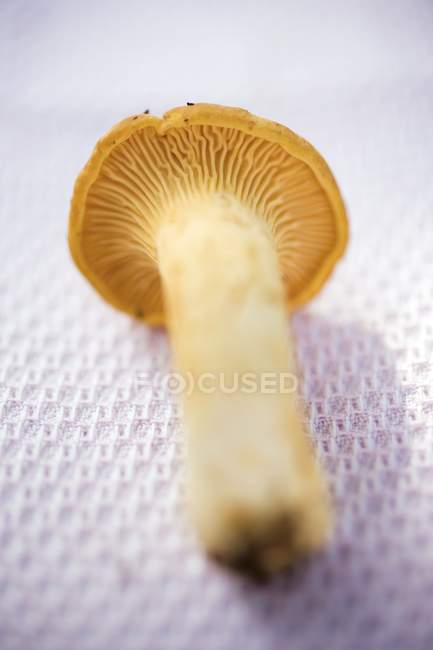 Вид крупным планом на свежий гриб кантереллы на белой ткани — стоковое фото