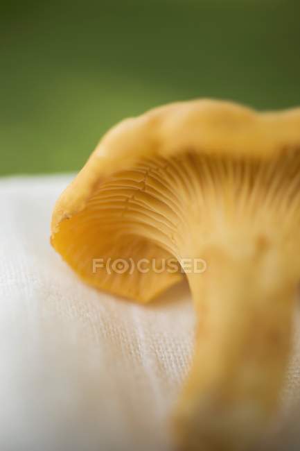 Primo piano vista di funghi finferli freschi su stoffa — Foto stock