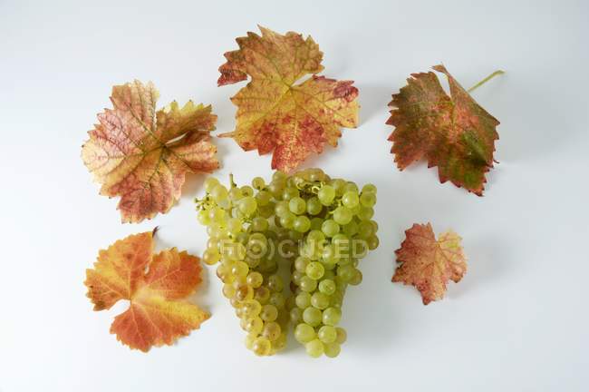Grappolo di uva verde Gutedel — Foto stock