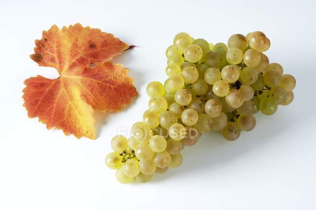 Racimo de uva verde Gutedel - foto de stock