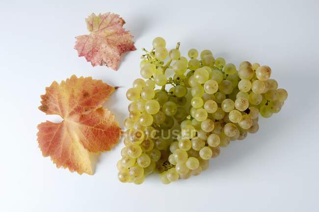 Racimos de uva verde Gutedel - foto de stock