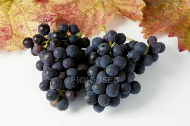 Bunches of Sptburgunder black grape — Stock Photo