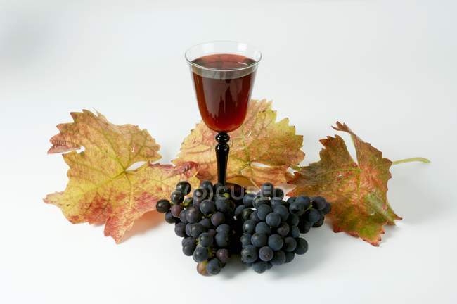 Copa de vino tinto y uvas negras - foto de stock