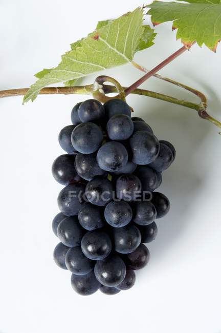Grappolo di uva nera Mllerrebe — Foto stock
