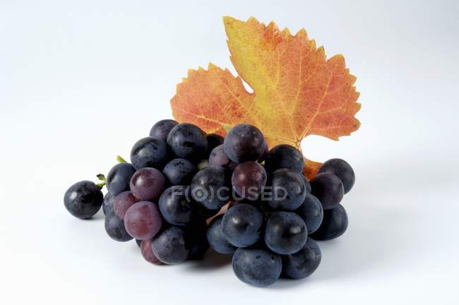 Bunch of Trollinger black grape — Stock Photo