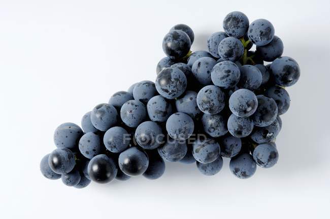 Bunch of Regent black grape — Stock Photo