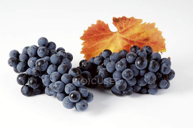 Cachos de uva preta Regente — Fotografia de Stock