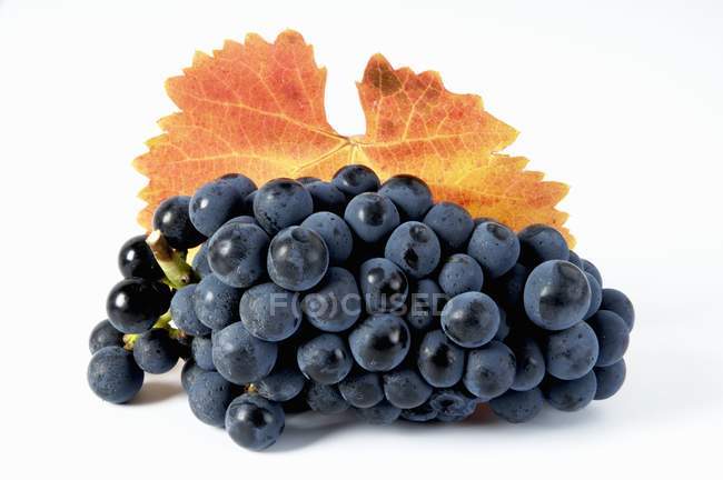 Пучок соляного чорного винограду — стокове фото