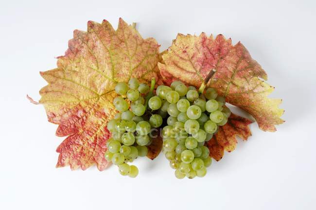 Grappoli di uva verde Ehrenfelser — Foto stock