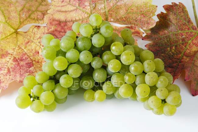 Cacho de uva verde Silvaner — Fotografia de Stock