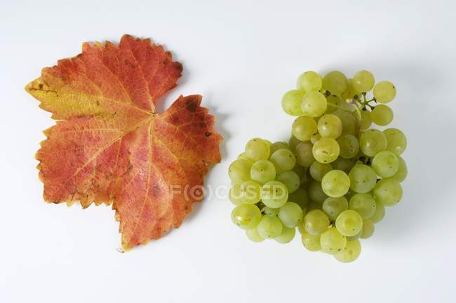 Bunch of Bachus green grape — Stock Photo