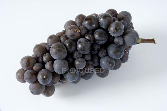 Bunch of black grape — Stock Photo
