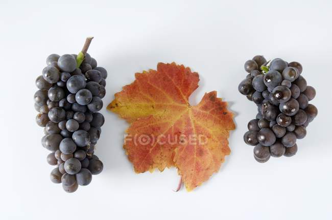 Bunches of black grapes — Stock Photo