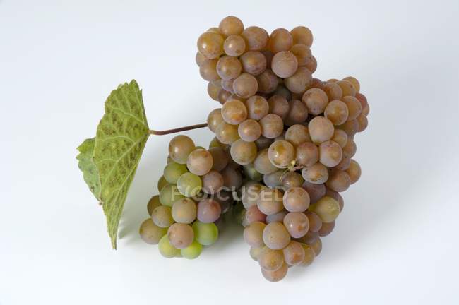 Bunch of traminer grape — Stock Photo