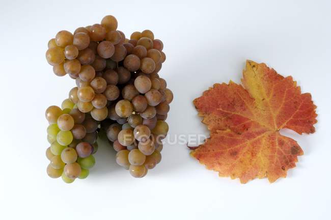 Grappolo di uva traminer — Foto stock