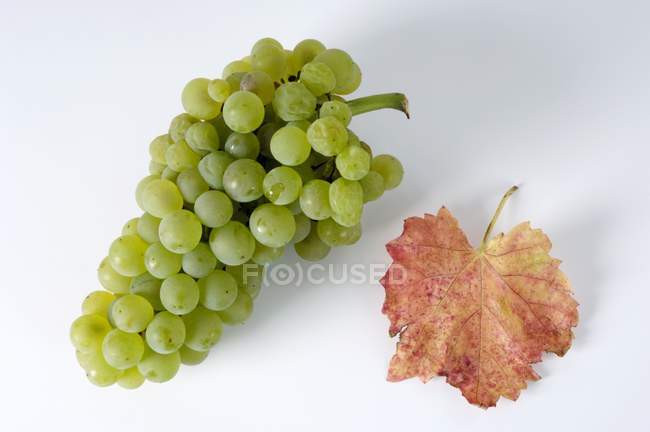 Uvas verdes con hoja de otoño - foto de stock