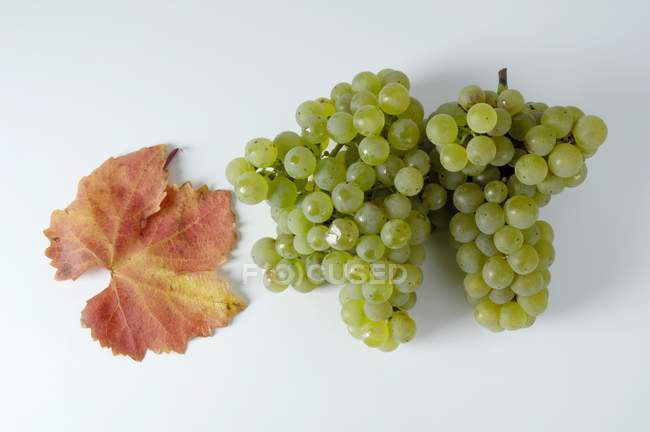 Зеленый виноград с осенним листом — стоковое фото