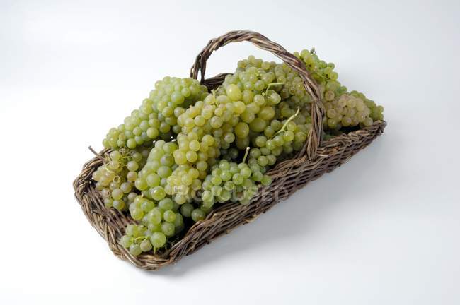 Зеленые гроздья винограда — стоковое фото